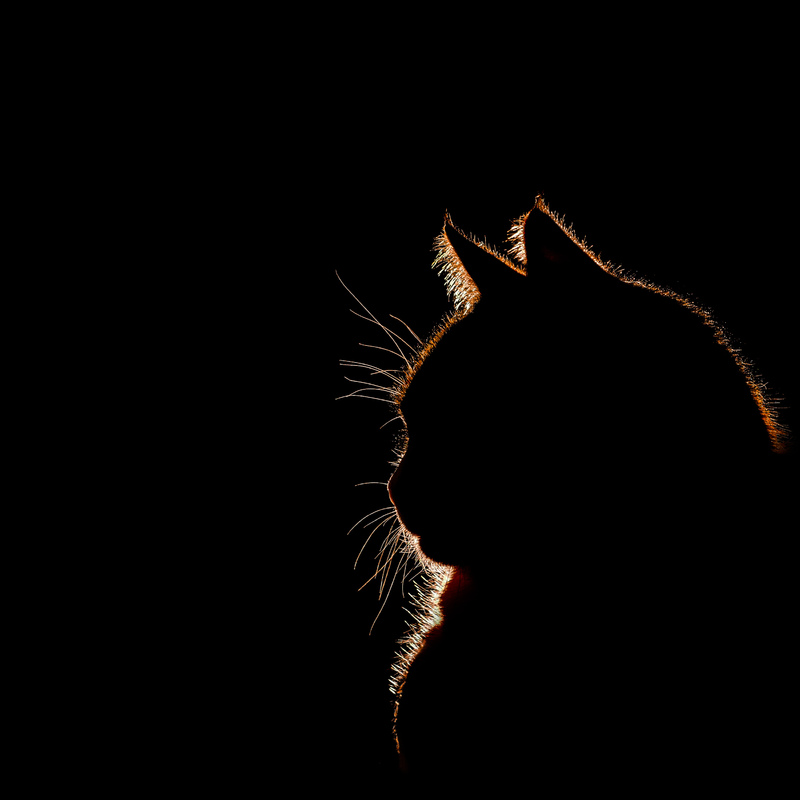 Суперматична киця