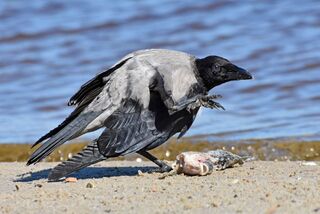 Не чіпай_Серія Бойові птахи України