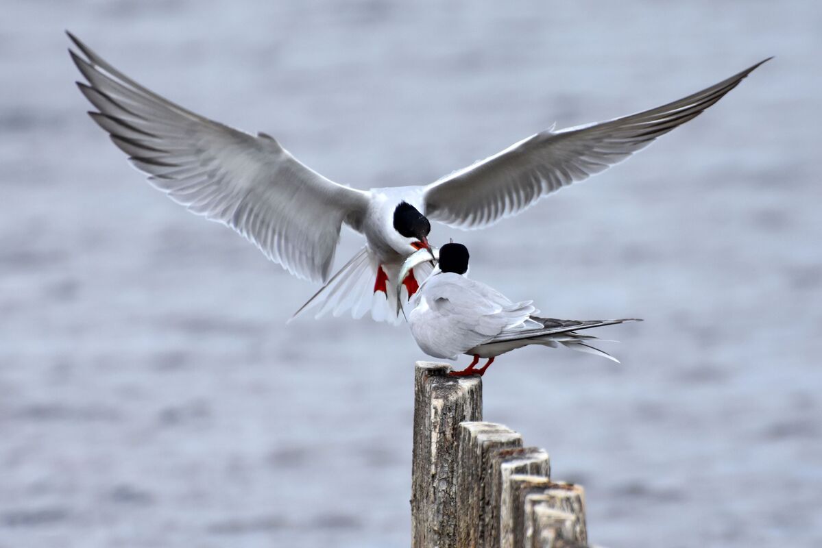 Кохання_Серія Бойові птахи України