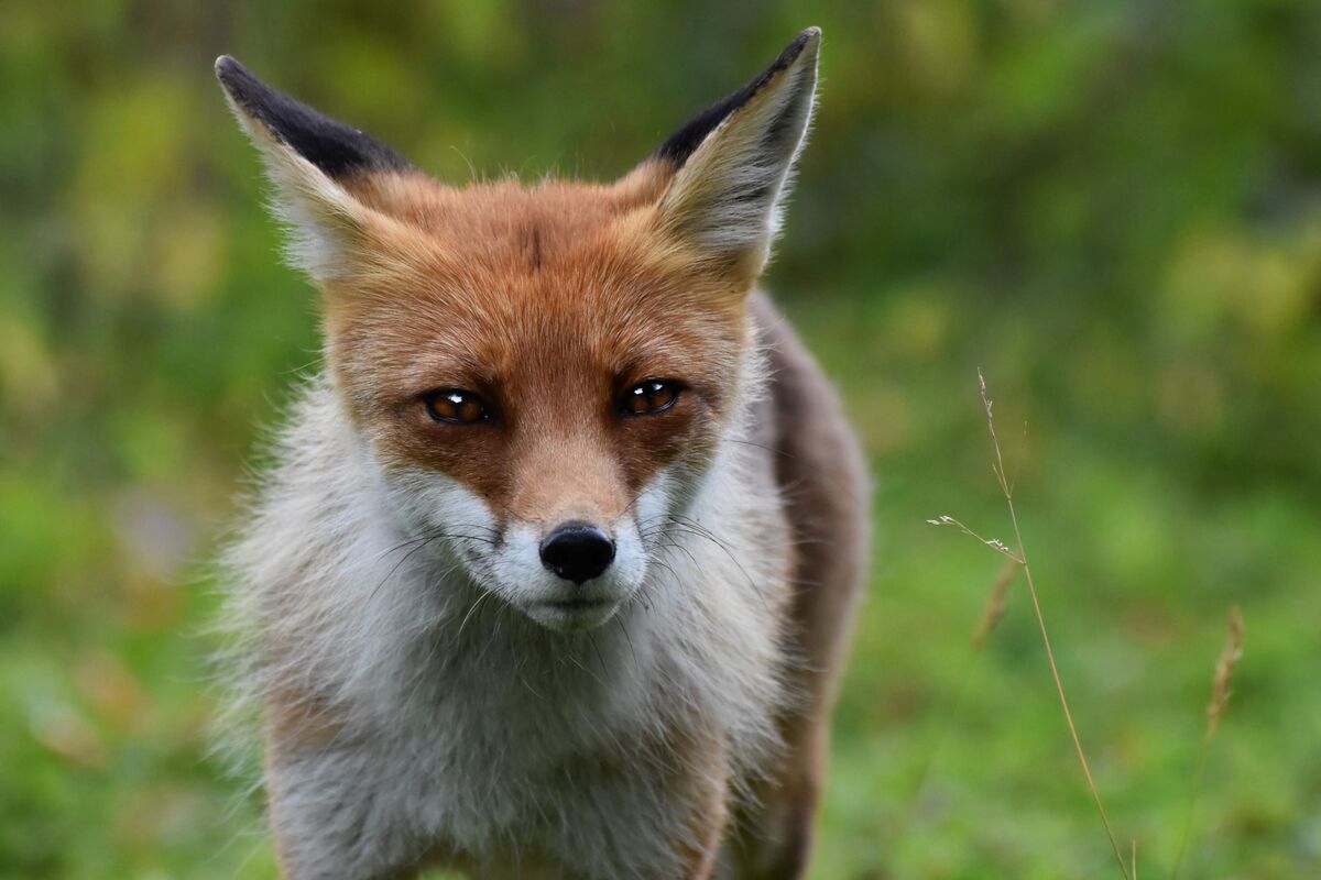 Anna Alabina_Думка