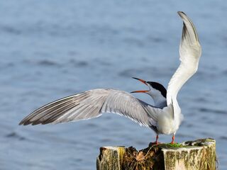 Це моя земля_Серія Бойові птахи України