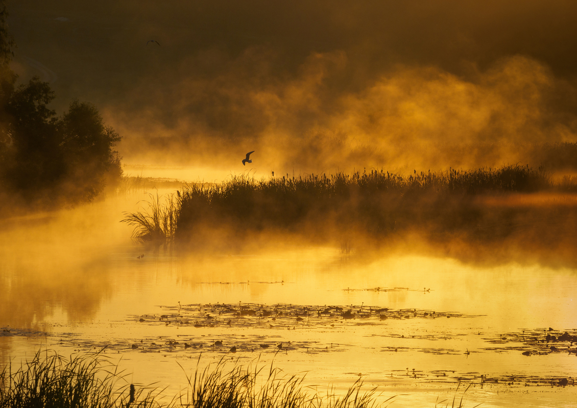Ранкова тиша