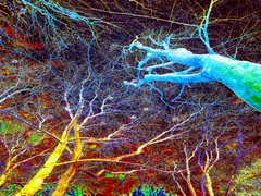 Нейронні мережі лісів