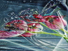 Інші життя тюльпанів