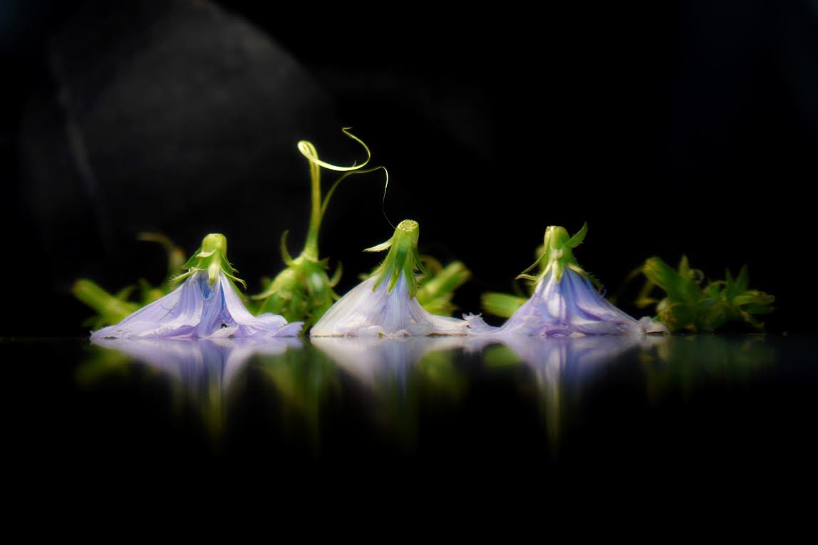 Melodija nevidimoi skripki