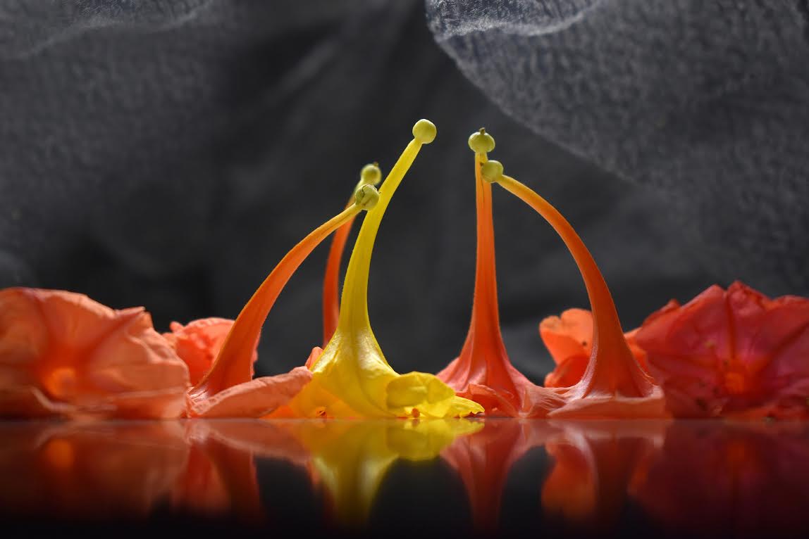 Poklonniki ee talanta