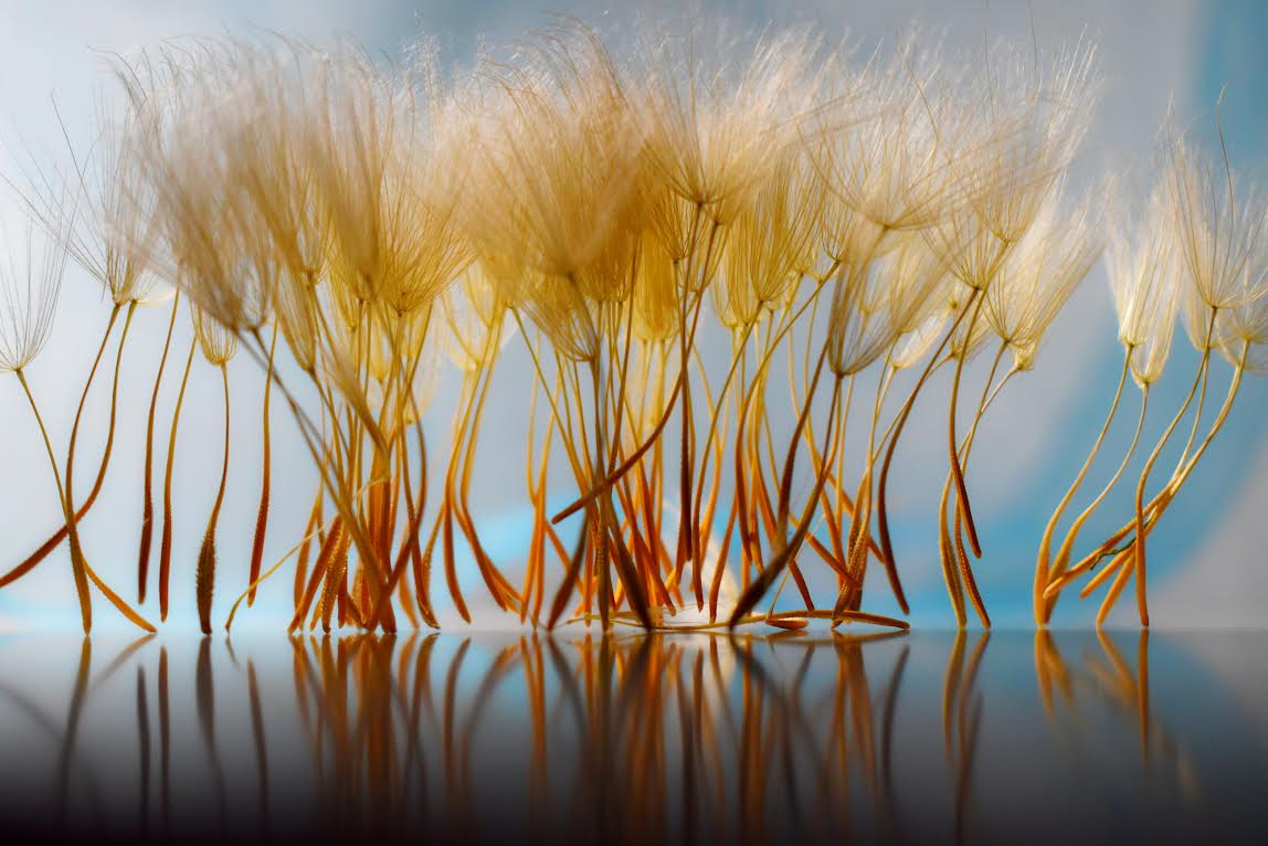 Blondinki v krasnih sapojkah ili privet teplogo leta