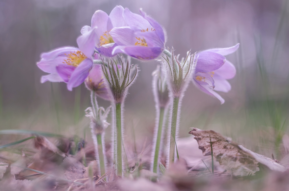 Harbingers of spring.