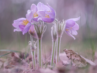 Harbingers of spring.