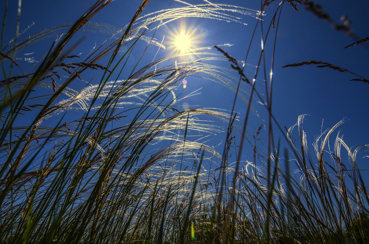 Through the feather grass.