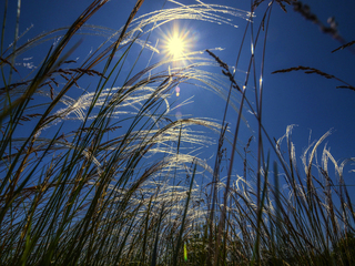 Through the feather grass.