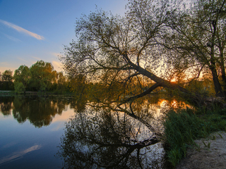 On the shore of the pond.