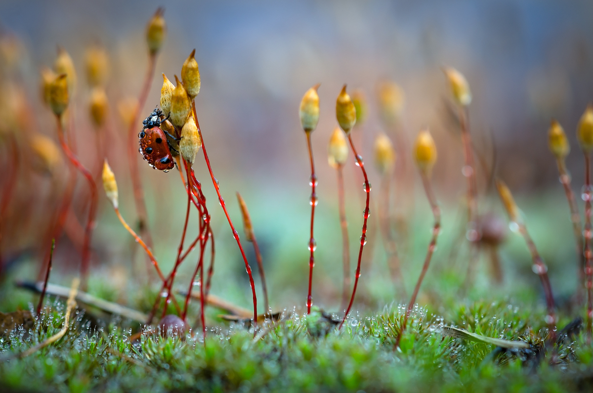 Spring macro landscape
