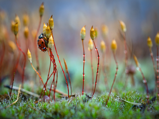 Spring macro landscape