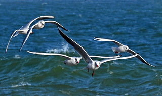 Flying over the waves