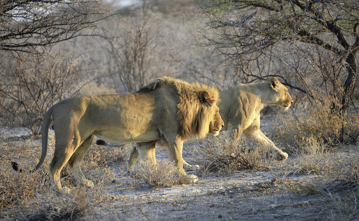 Couple of lions Etosha