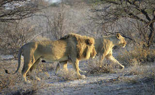 Couple of lions Etosha