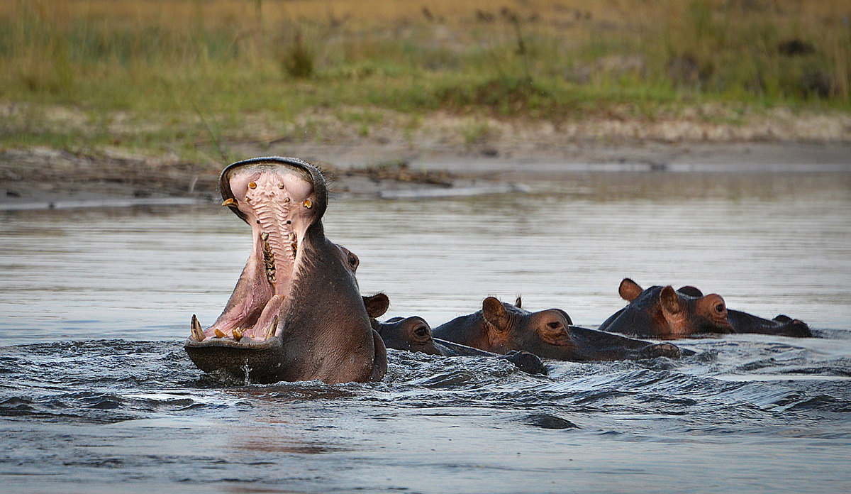 Hippo Caprivi