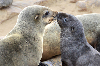 Sea lions in love Cape Cross