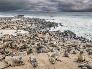 Sea lions sleeping Cape Cross