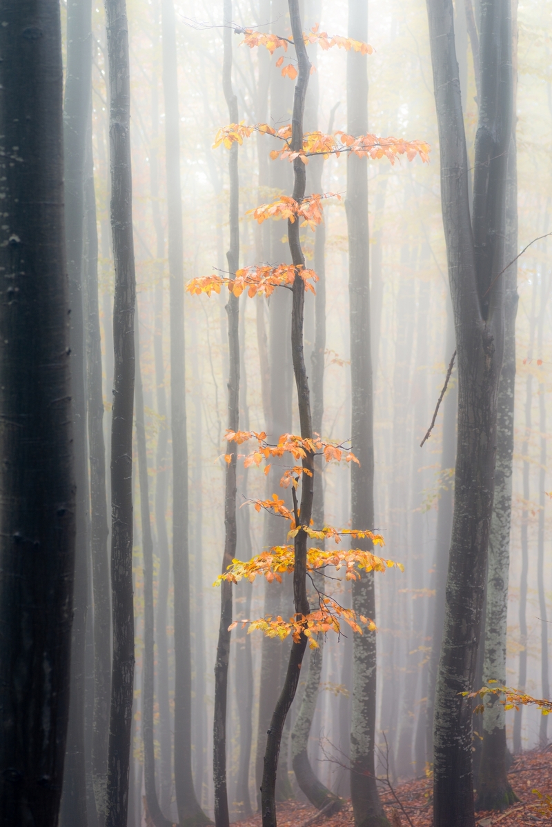 Осінні струни