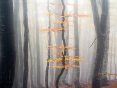 Осінні струни