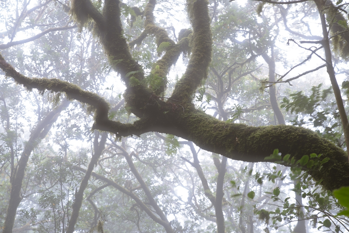 Енти у тумані