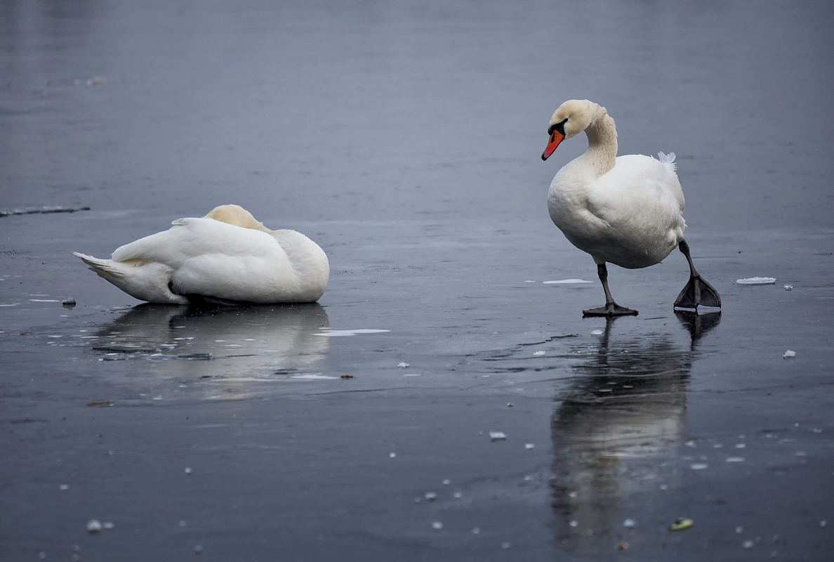 Танцюрист. Січень 2023.