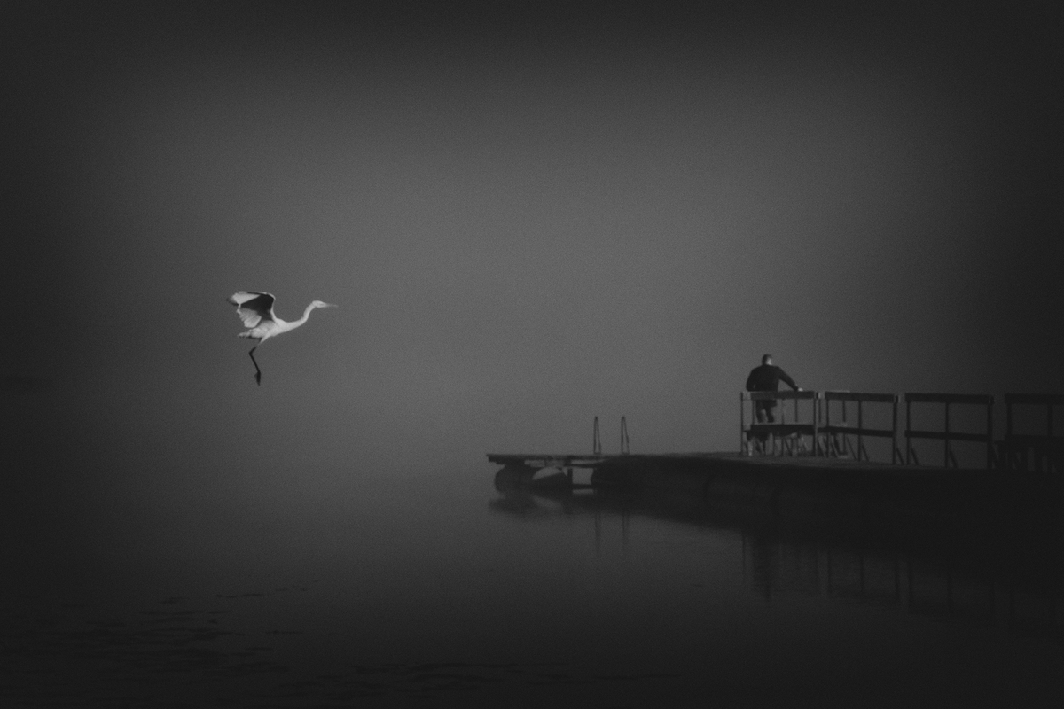 Ранок з чаплею