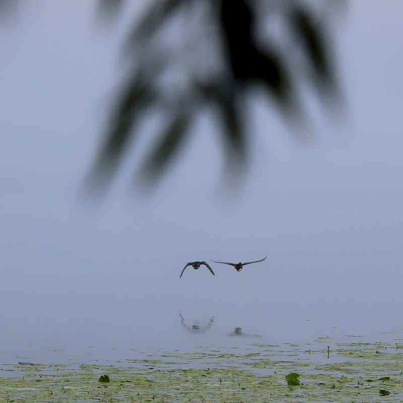 У ранковому тумані