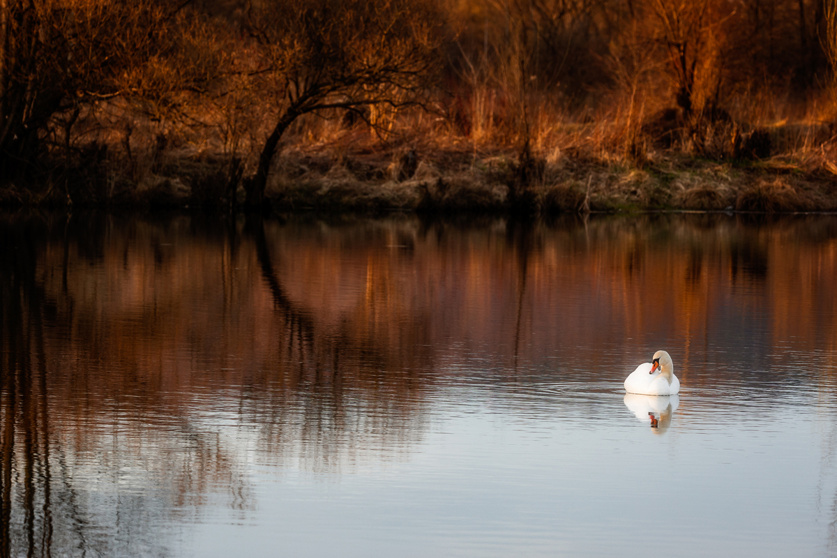 Łabędź 5