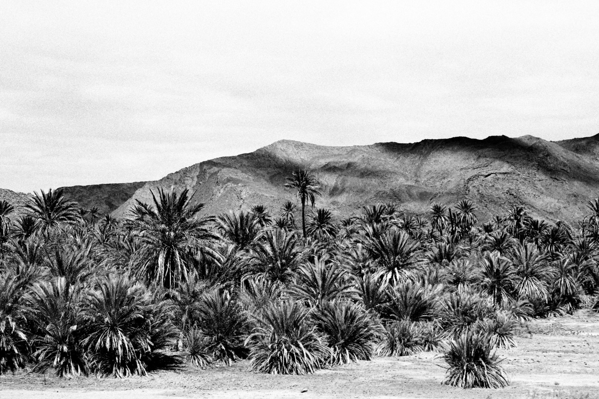 Moroccan desert  VII
