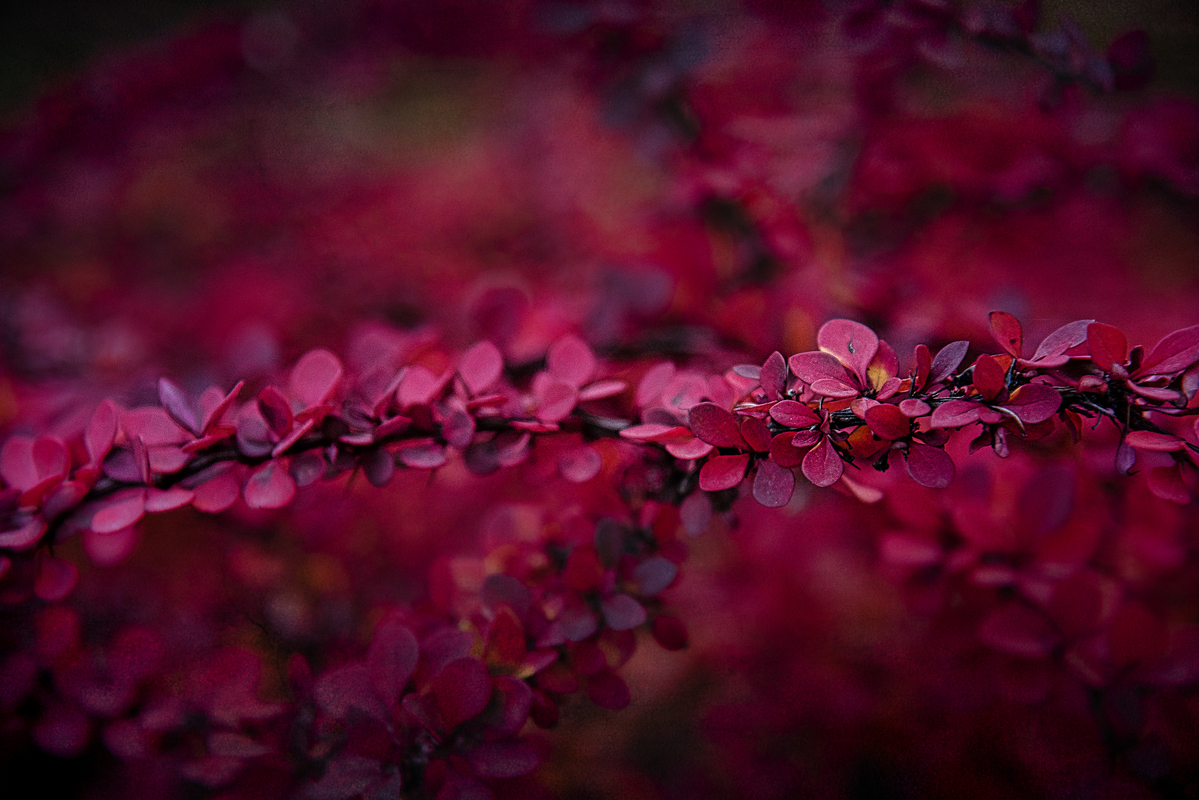 Червона лінія