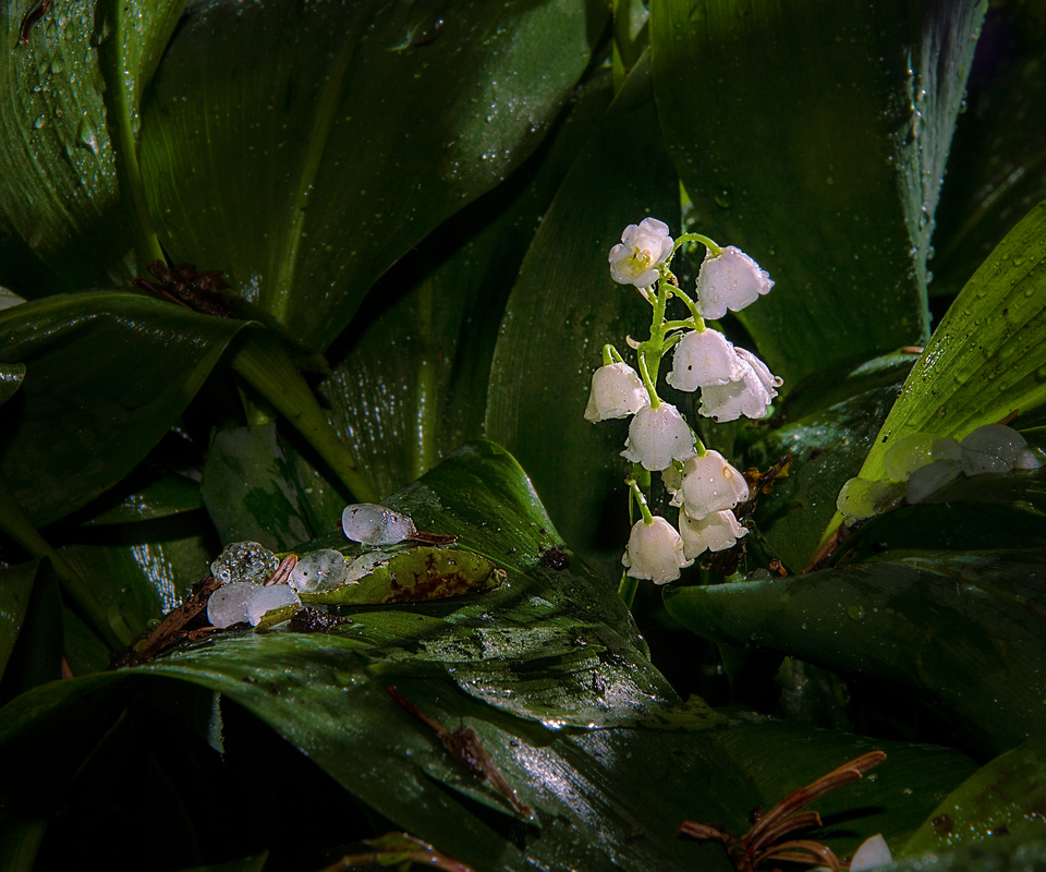 Lily of the Valley survivor after hail