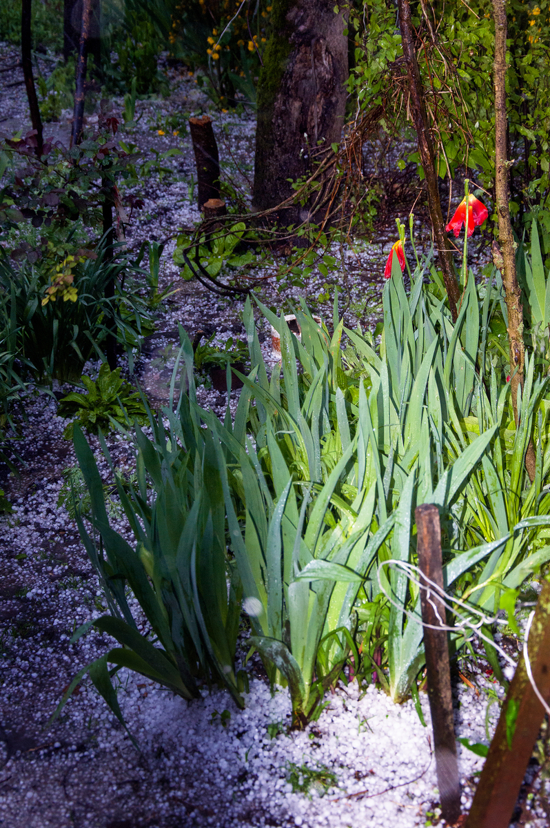 Tulips after hail