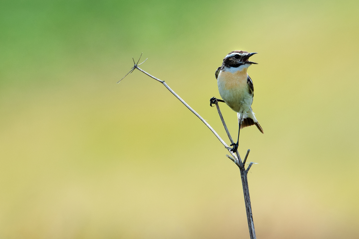 Луговий чекан