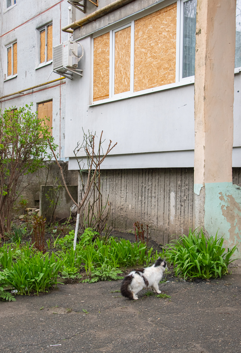 Кицька біля свого будинку