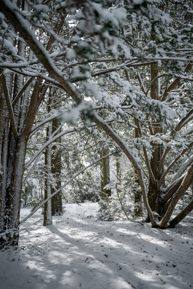Таємничий ліс