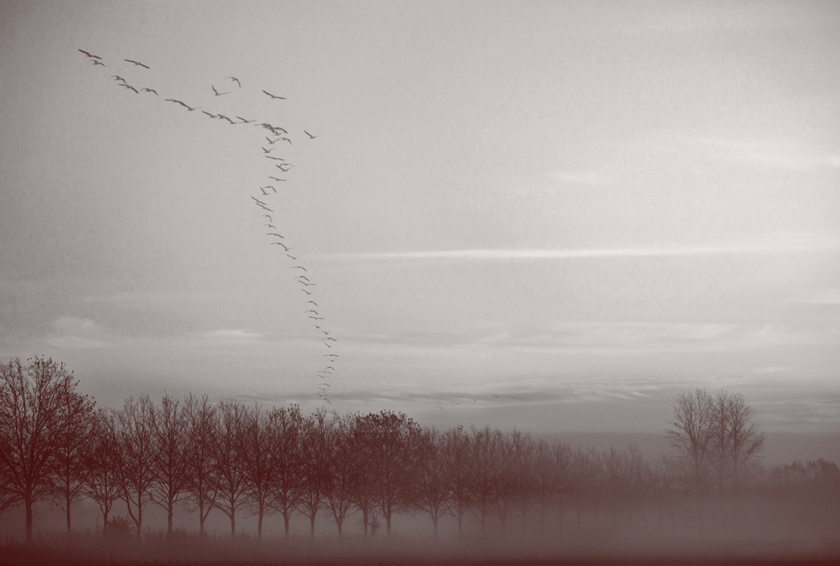 Зимові сади