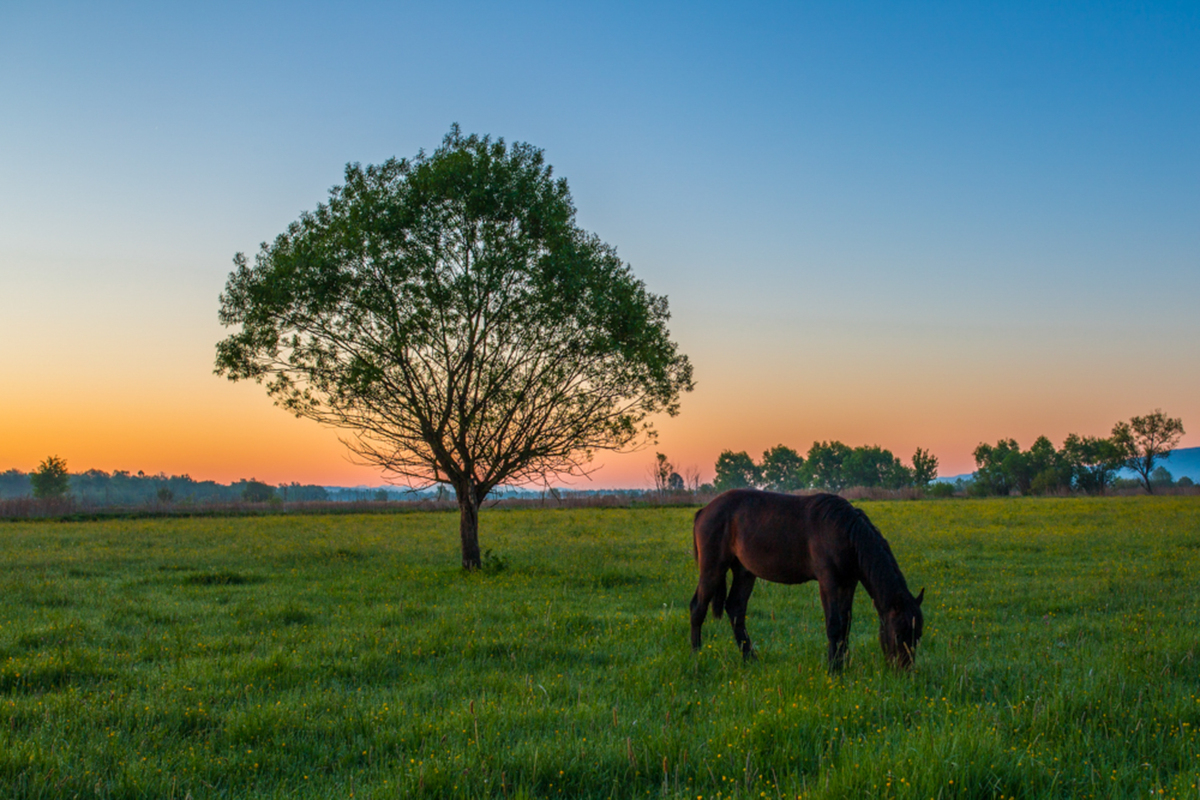 09.07.2022 м.Хуст Україна Ранок