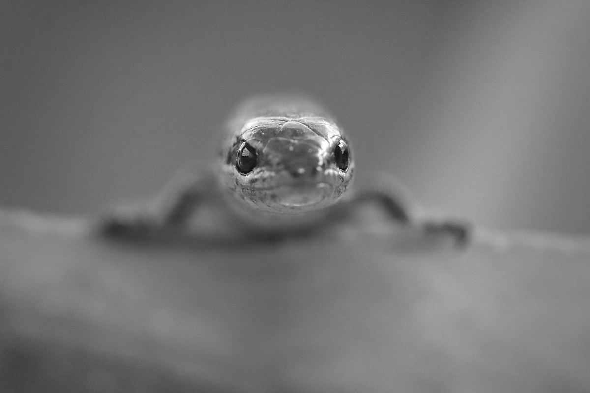 Lizard in Macro BW