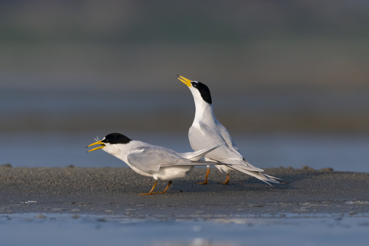 The Female finally got the Chance to swallow the Fish