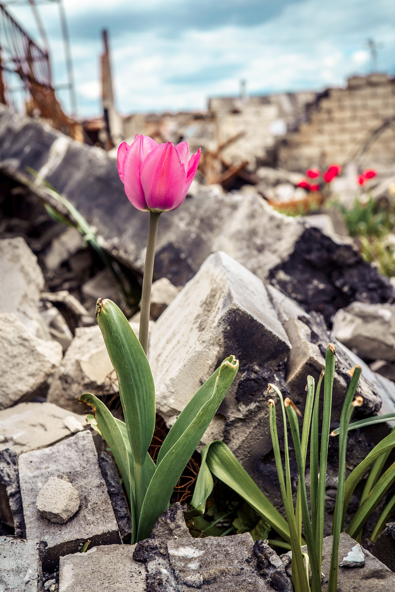 Життя розквітне