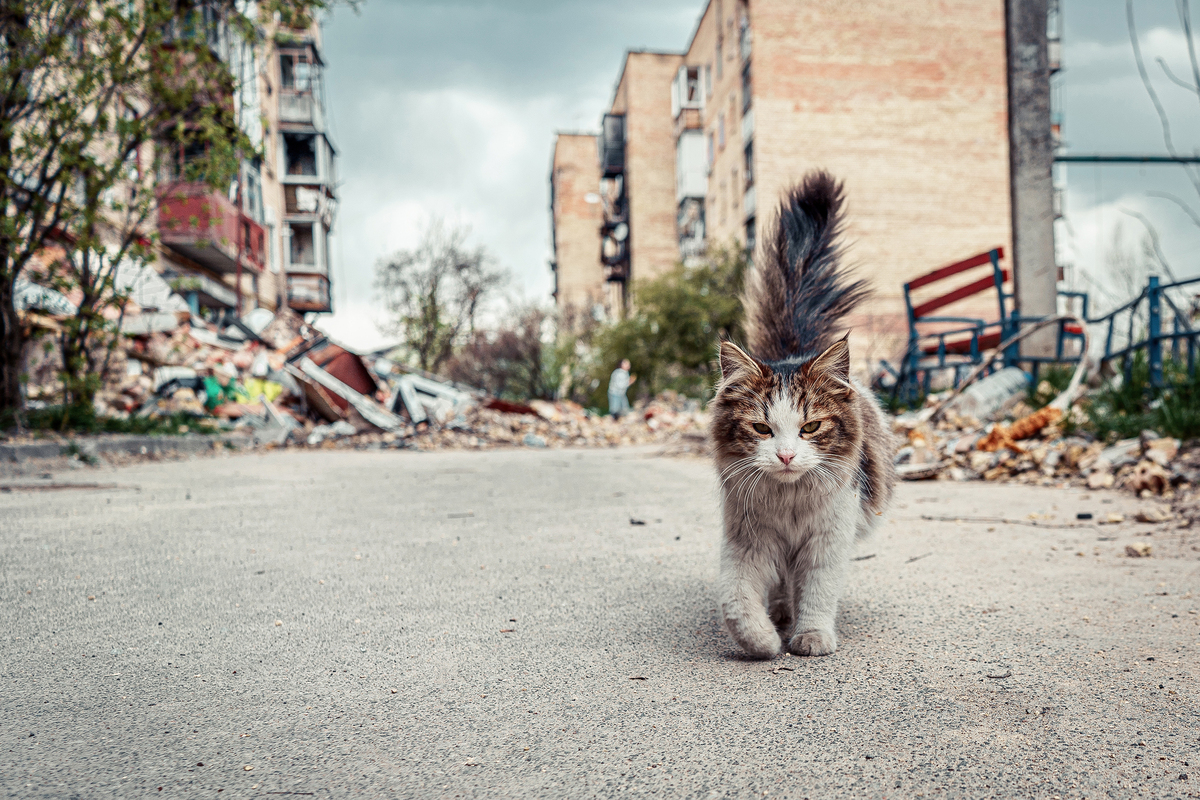 Врятований кіт