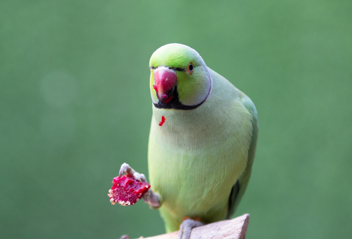 Don't look at my food