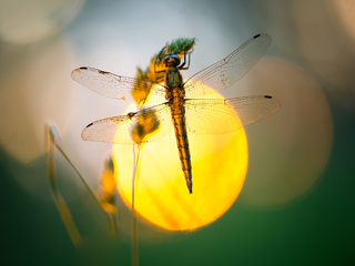 У сонячному колі