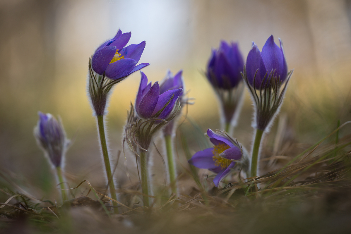 Весняні кольори