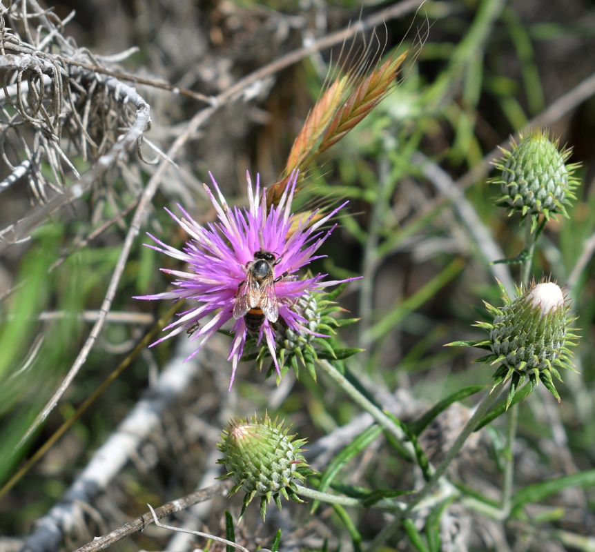 Μέλισσα... Το μοντέλο!