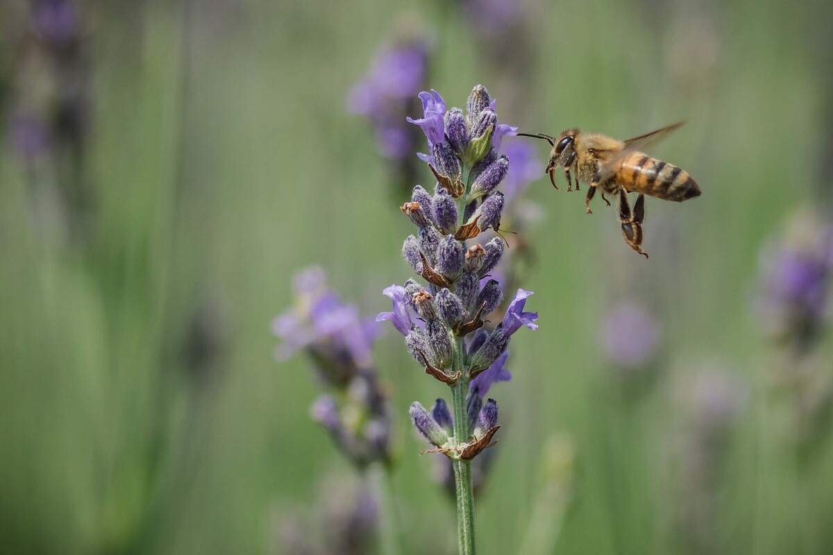 KATIA IOANNOU / FREEDOM