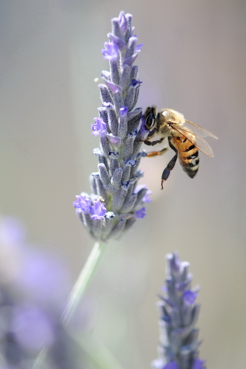 Aliki panayi / let it BEE